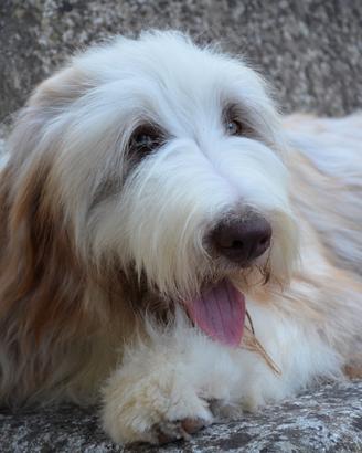 Warren - Bearded Collie