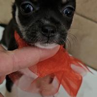 Chihuahua per Natale