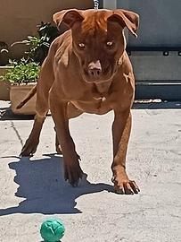 Femmina Pitbull prestigiosa