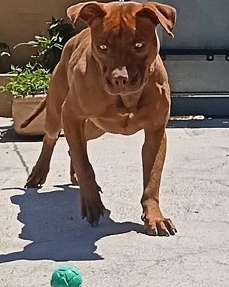 Femmina Pitbull prestigiosa