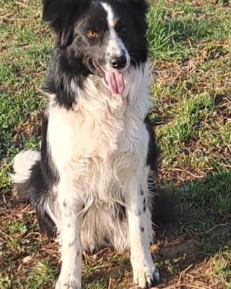 Border collie