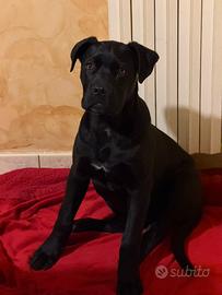 Cucciolo corso con pedegree