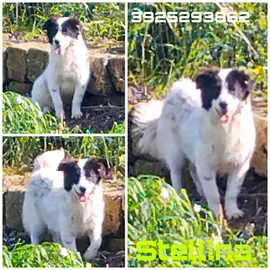 Stellina è ancora senza casa