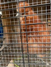 Giovane Gallina Moroseta fulva maggio 2025