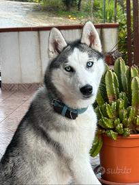 Siberian husky con pedigree