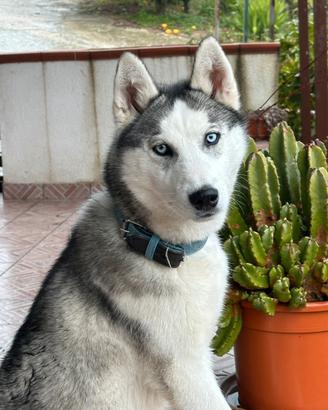 Siberian husky con pedigree