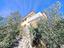 Immagine 10