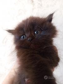 Gatti-gatto-gattini-cuccioli-persiani