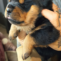 Cuccioli disponibili di rottweiler