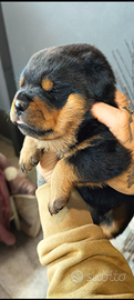 Cuccioli disponibili di rottweiler