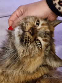 "Bessie" Mainecoon femmina tortie