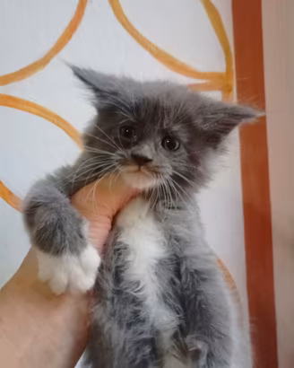 Maine Coon Cucciola Blu