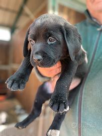 Labrador neri con pedigree