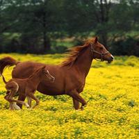 OSPITALITA' e CAVALLI