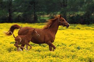 OSPITALITA' e CAVALLI