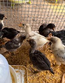 Pulcini Marans e Australorp