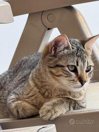 Gatti 5 mesi
