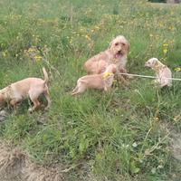 Cuccioli meticci
