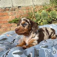 Cucciolo bassotto