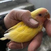 Inseparabili pulli pappagalli