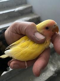 Inseparabili pulli pappagalli