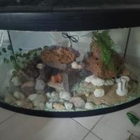 Acquario