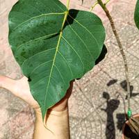 FICUS RELIGIOSA (pianta rara)