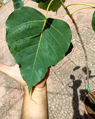 FICUS RELIGIOSA (pianta rara)
