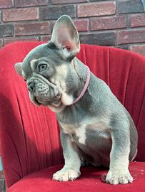 Bulldog francese