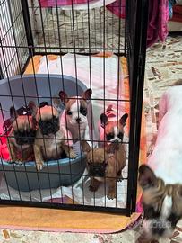 Disponibili cuccioli di bulldog francese
