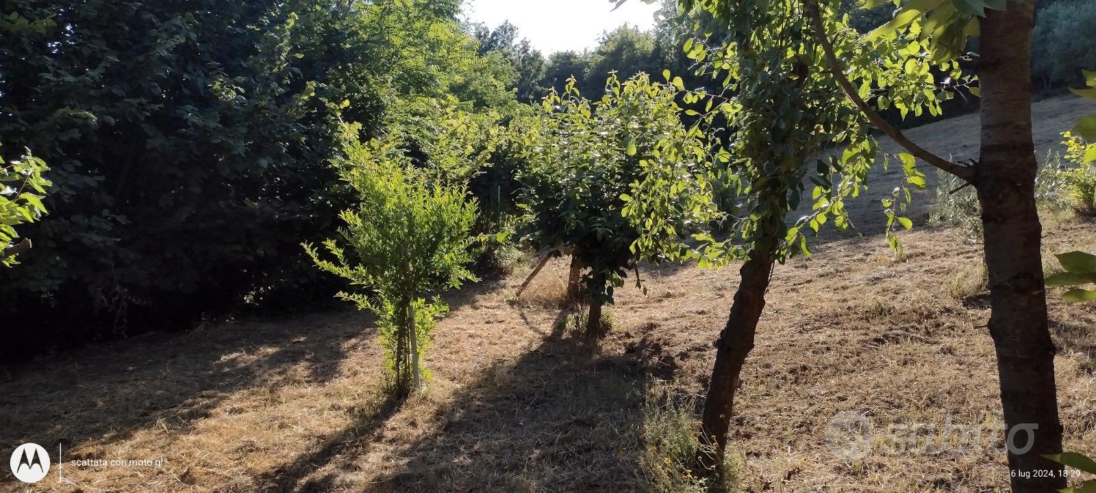Terreno agricolo con enfiteusi - Vista 5