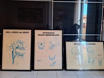 Stampe anatomiche