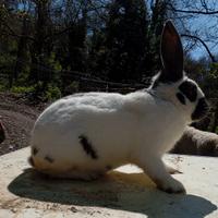 Conigli giganti papillon bianco e blu