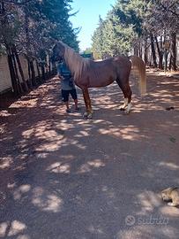 cavallo Arabo 