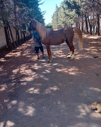 cavallo Arabo 