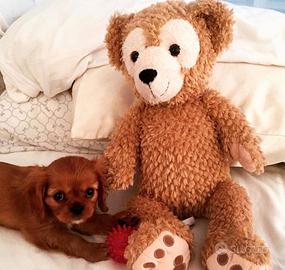 Cavalier king Charles spaniel