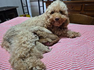 Cuccioli barboncino