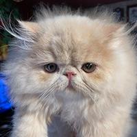 Gattini