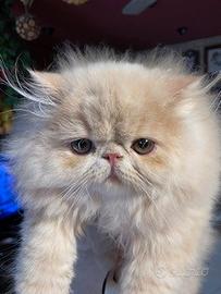 Gattini