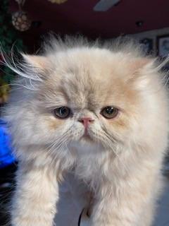 Gattini