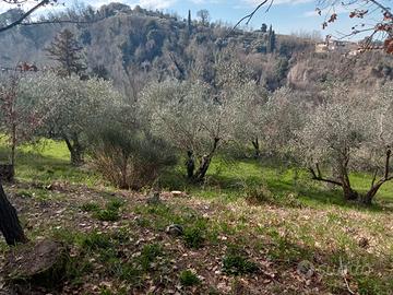 oliveto incolto