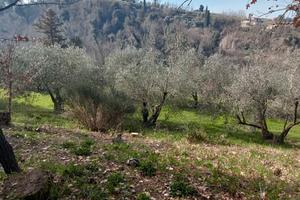 oliveto incolto