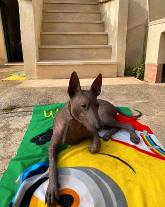 Xoloitzcuintle 10 mesi