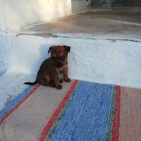 Cane pincher toy