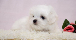 Cucciola di maltese taglia toy