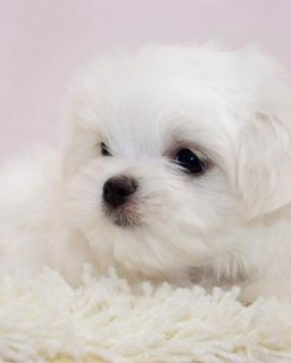 Cucciola di maltese taglia toy