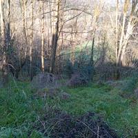 Vigneto ,pascolo zona adibita per animali