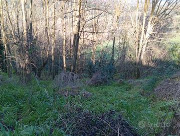 Vigneto ,pascolo zona adibita per animali