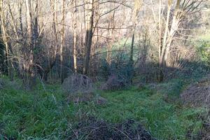 Vigneto ,pascolo zona adibita per animali