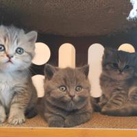 Cuccioli nati da Scottish Straight con pedigree